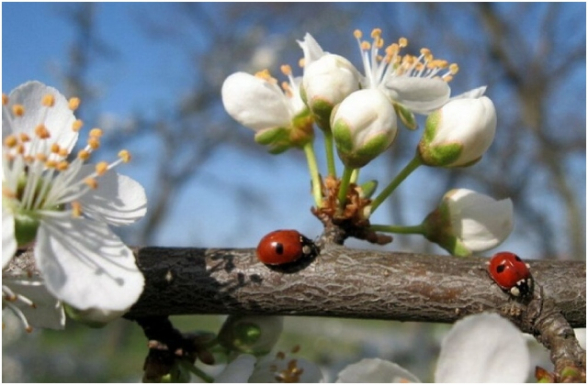 Սպասվում է կարճատև անձրև և ամպրոպ, օդի ջերմաստիճանը կբարձրանա 3-5 աստիճանով